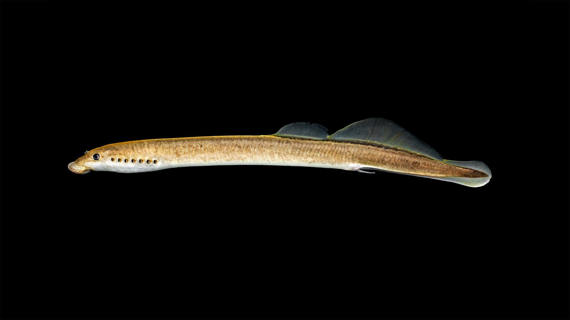 Sea Lamprey Profile Black Background Wallpaper