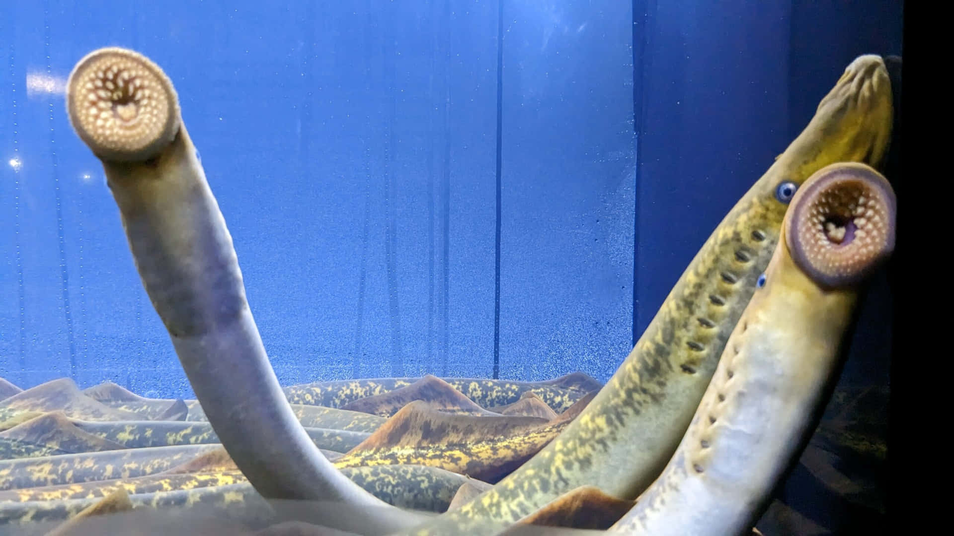 Sea Lampreys Up Close Wallpaper