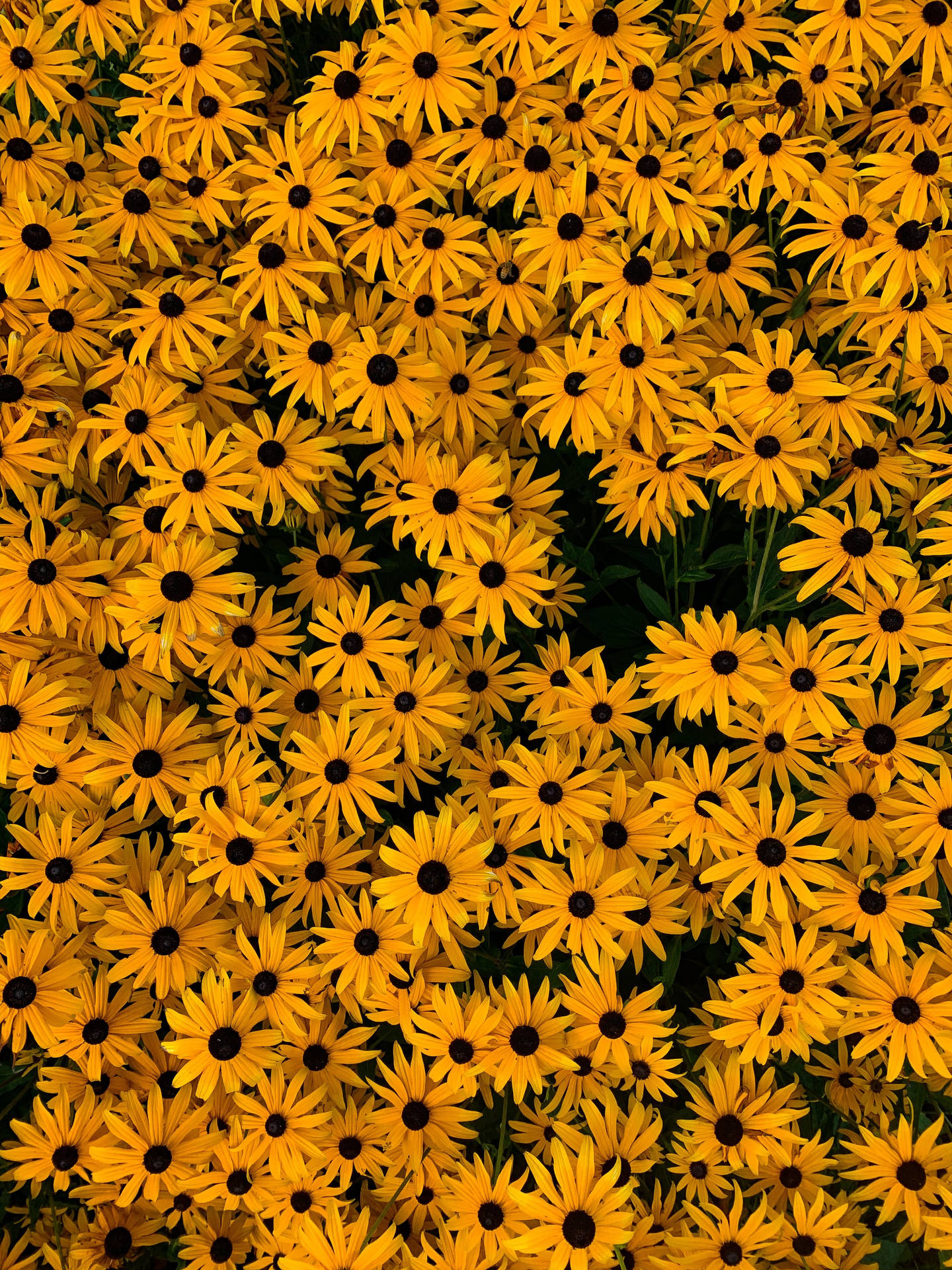 Sea Of Flowers Yellow Hd Iphone Wallpaper
