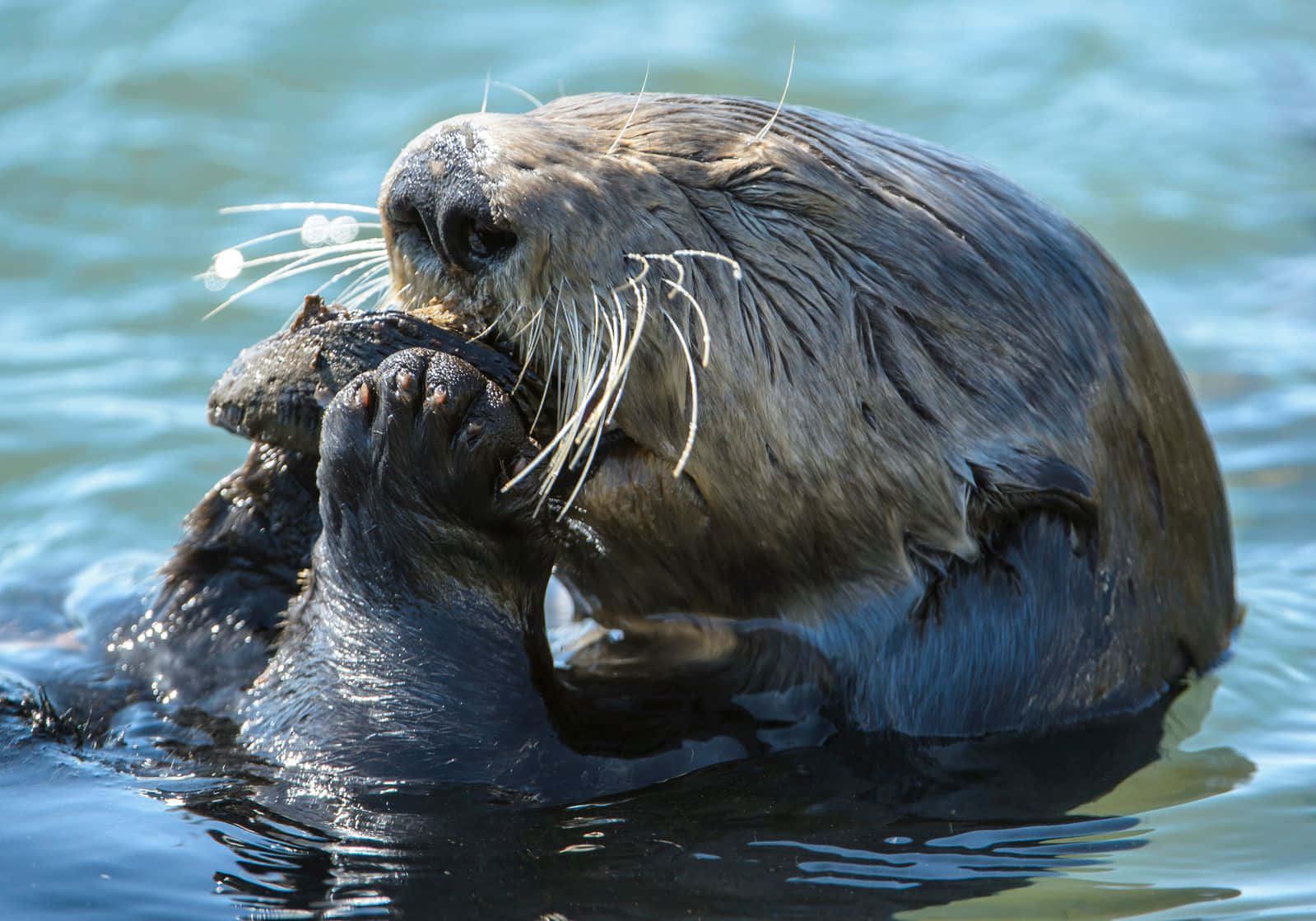 Sea Otter Enjoying Meal Wallpaper