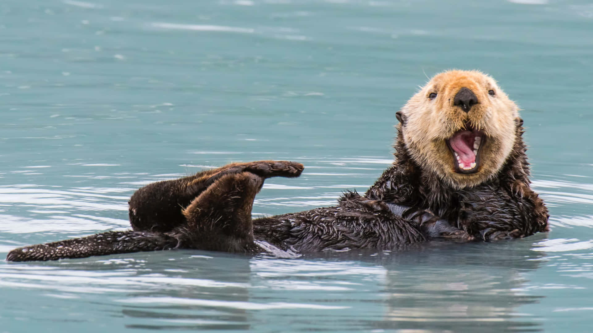 Sea Otter Expressive Facial Expression Wallpaper