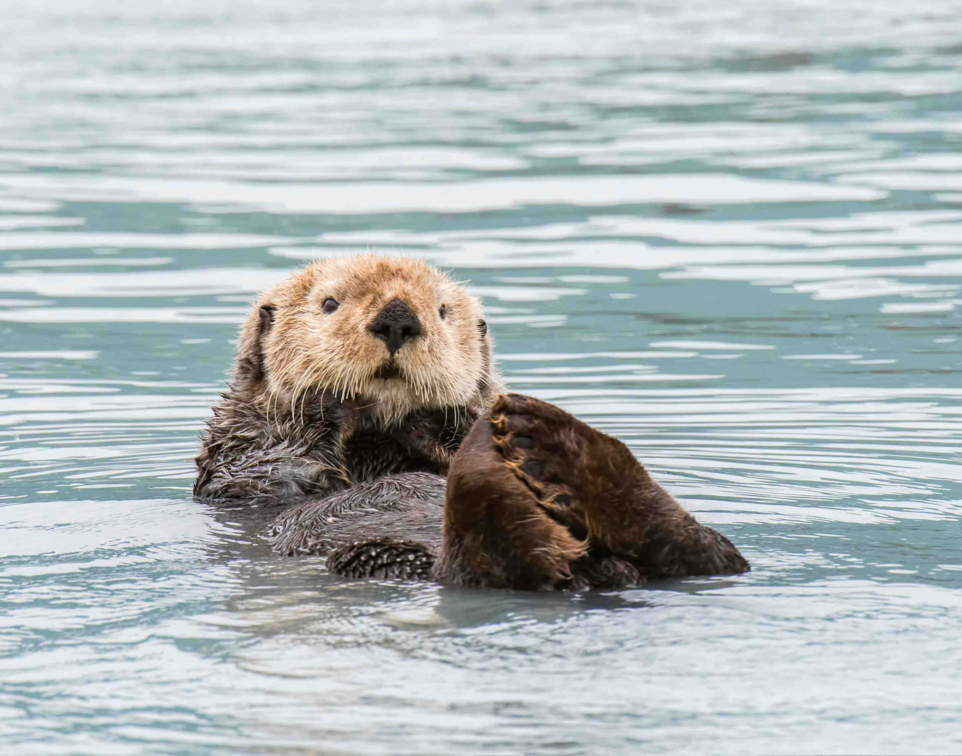 Sea Otter Floating Calm Waters.jpg Wallpaper