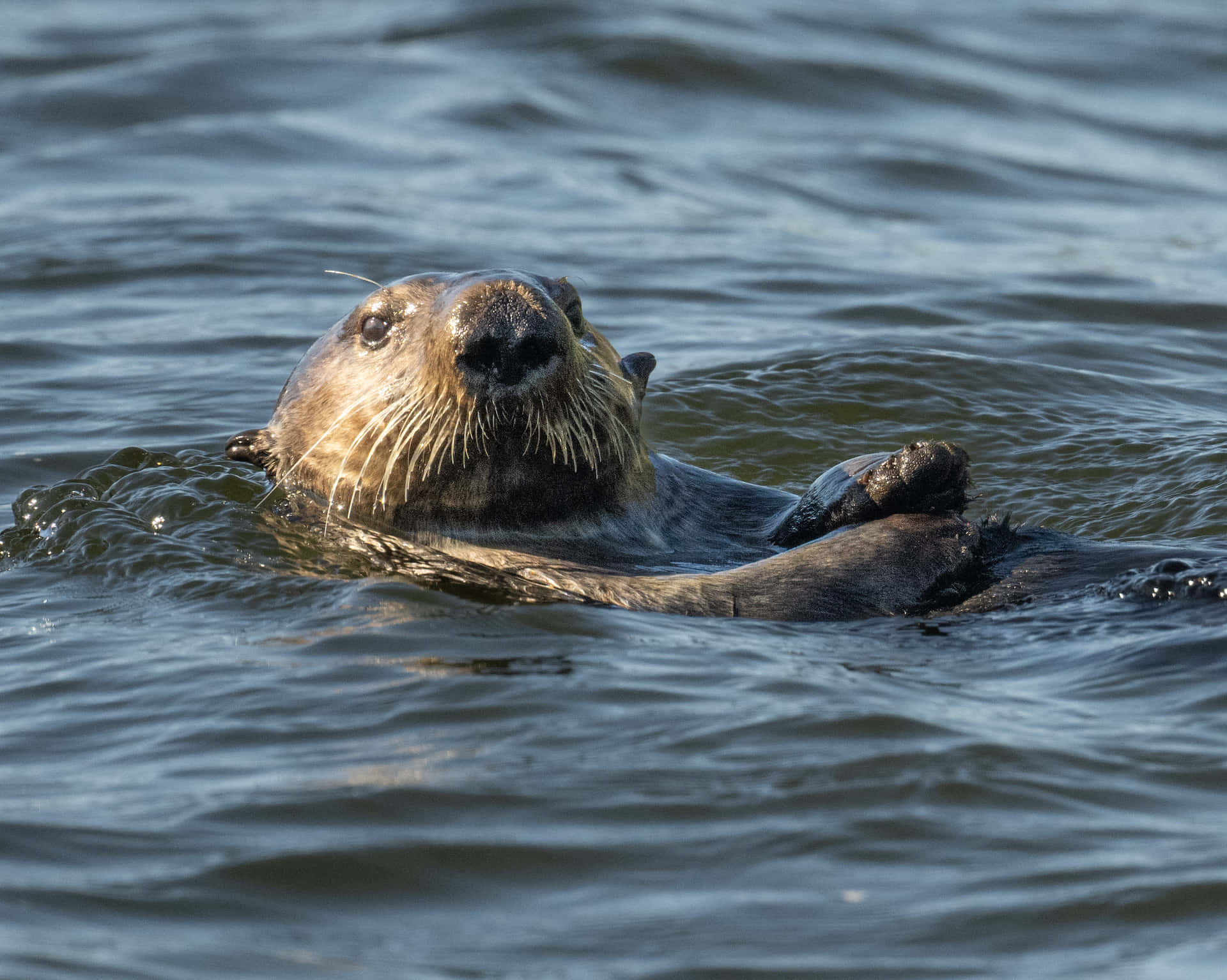 Sea Otter Floatingin Water.jpg Wallpaper