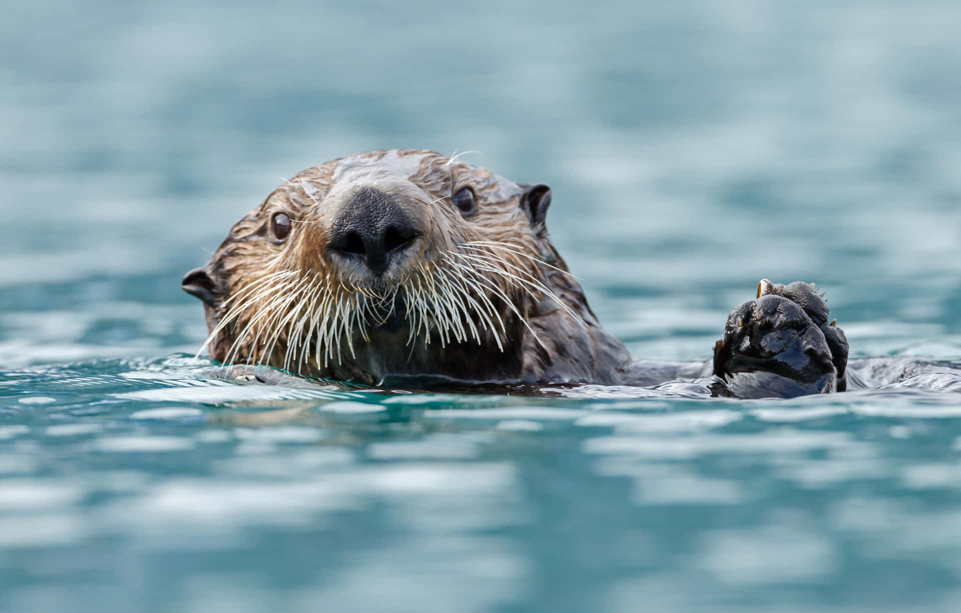 Sea Otter Floatingin Water.jpg Wallpaper