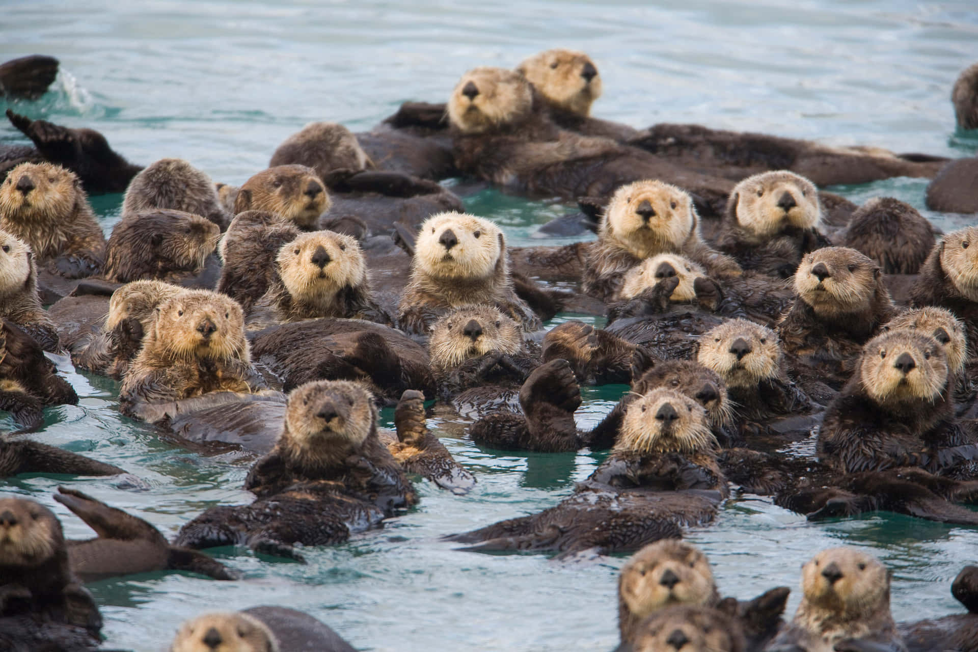Sea Otter Gathering900x600 Wallpaper