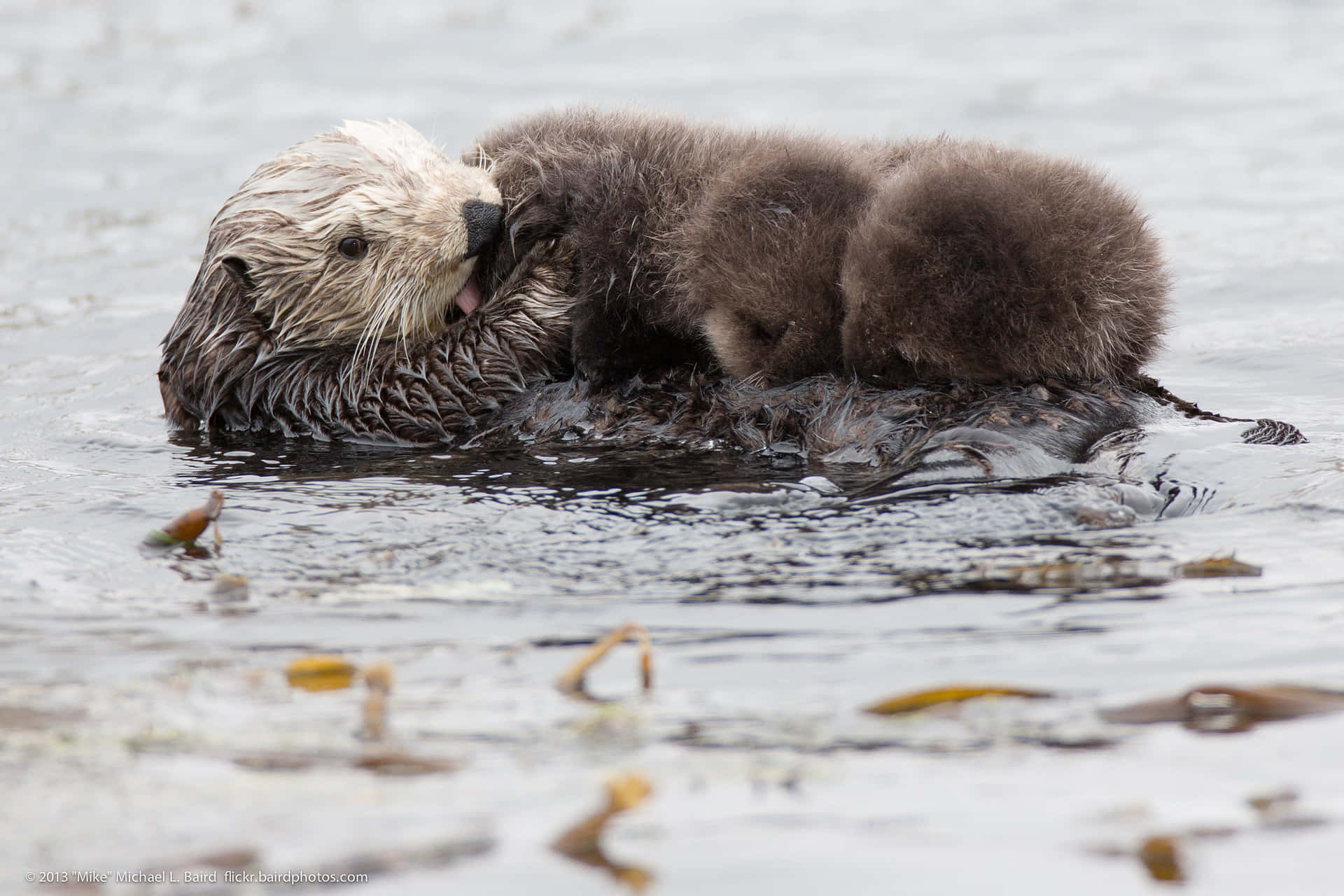 Sea Otter Motherand Pup Wallpaper