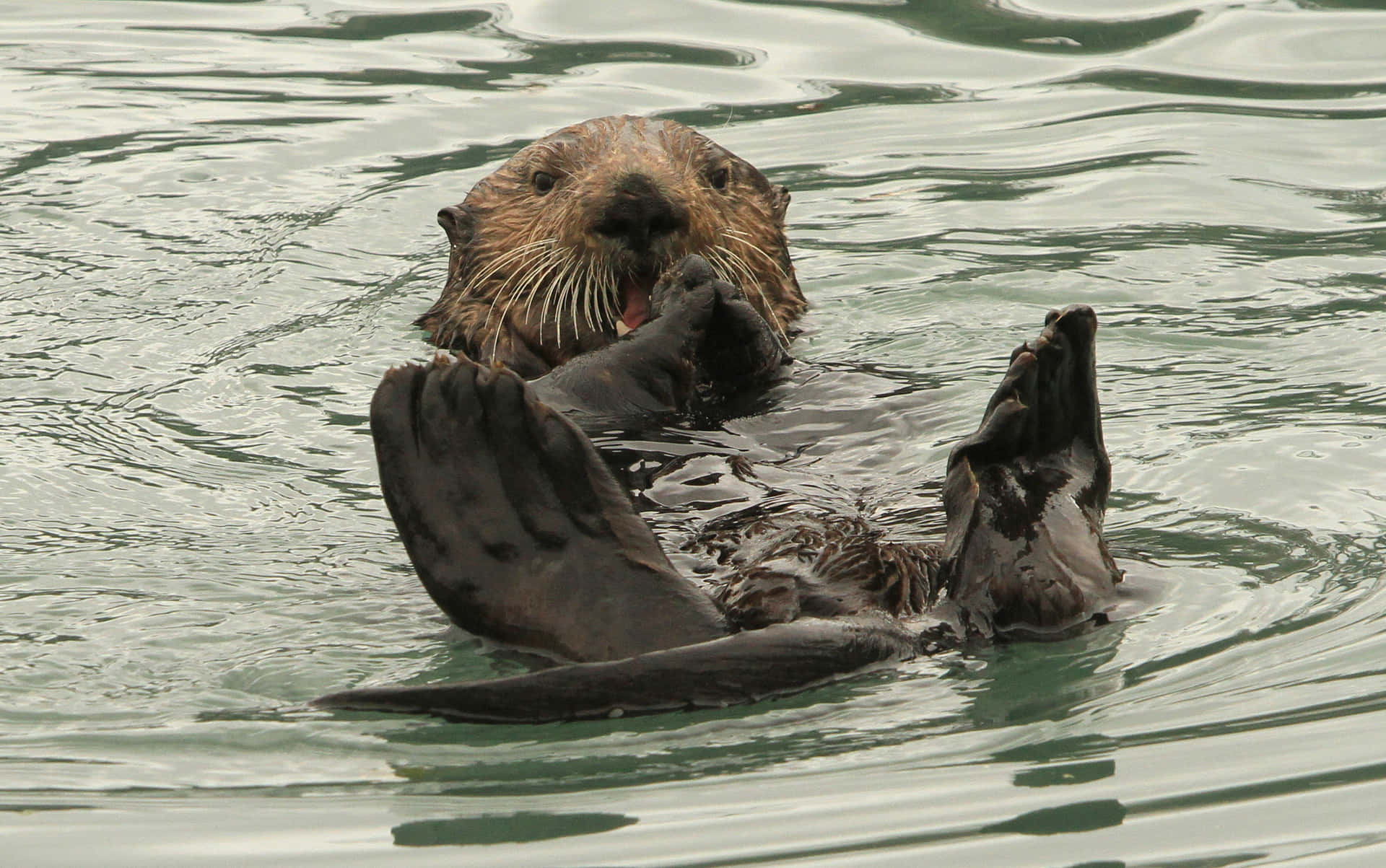Sea Otter Relaxingin Water.jpg Wallpaper