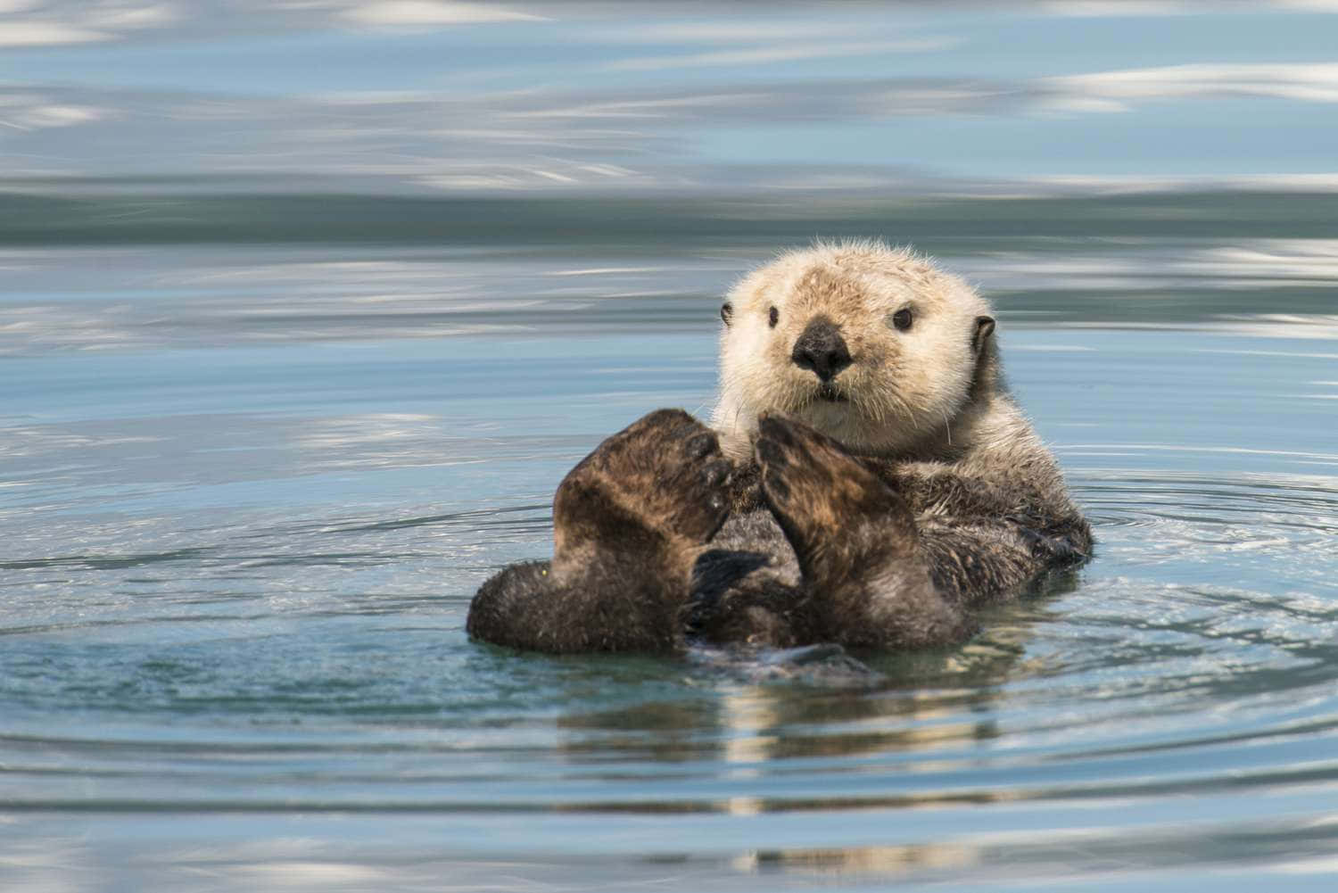Sea Otter Relaxingin Water.jpg Wallpaper
