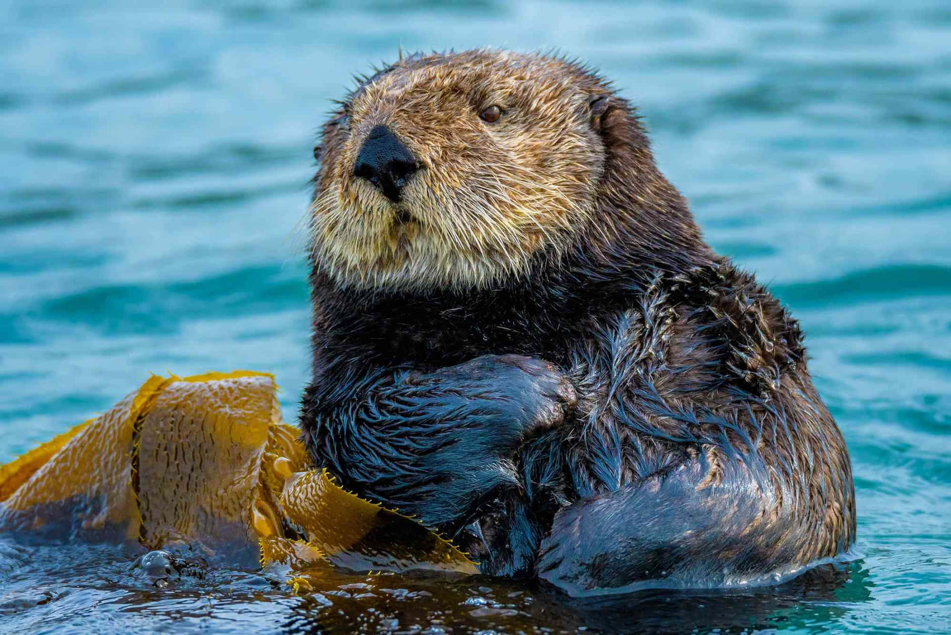 Sea Otter Relaxingwith Kelp.jpg Wallpaper