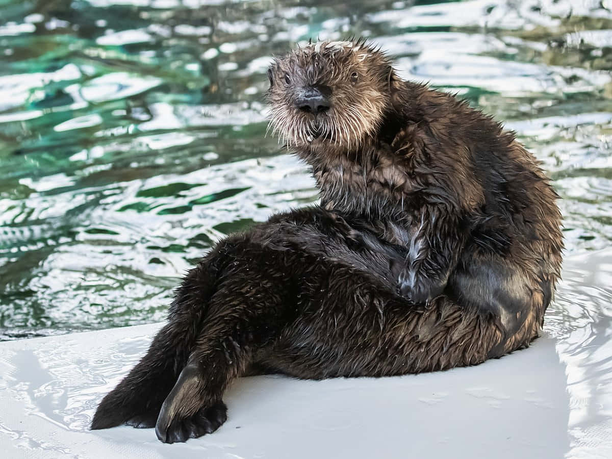 Sea Otter Resting On Iceberg Wallpaper