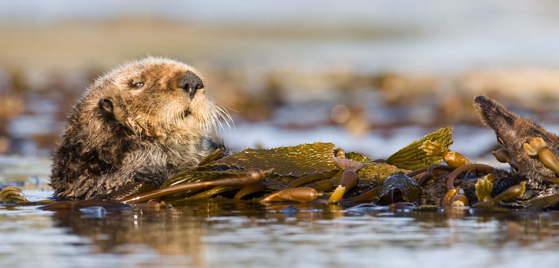 Sea Otter Restingin Kelp Bed.jpg Wallpaper