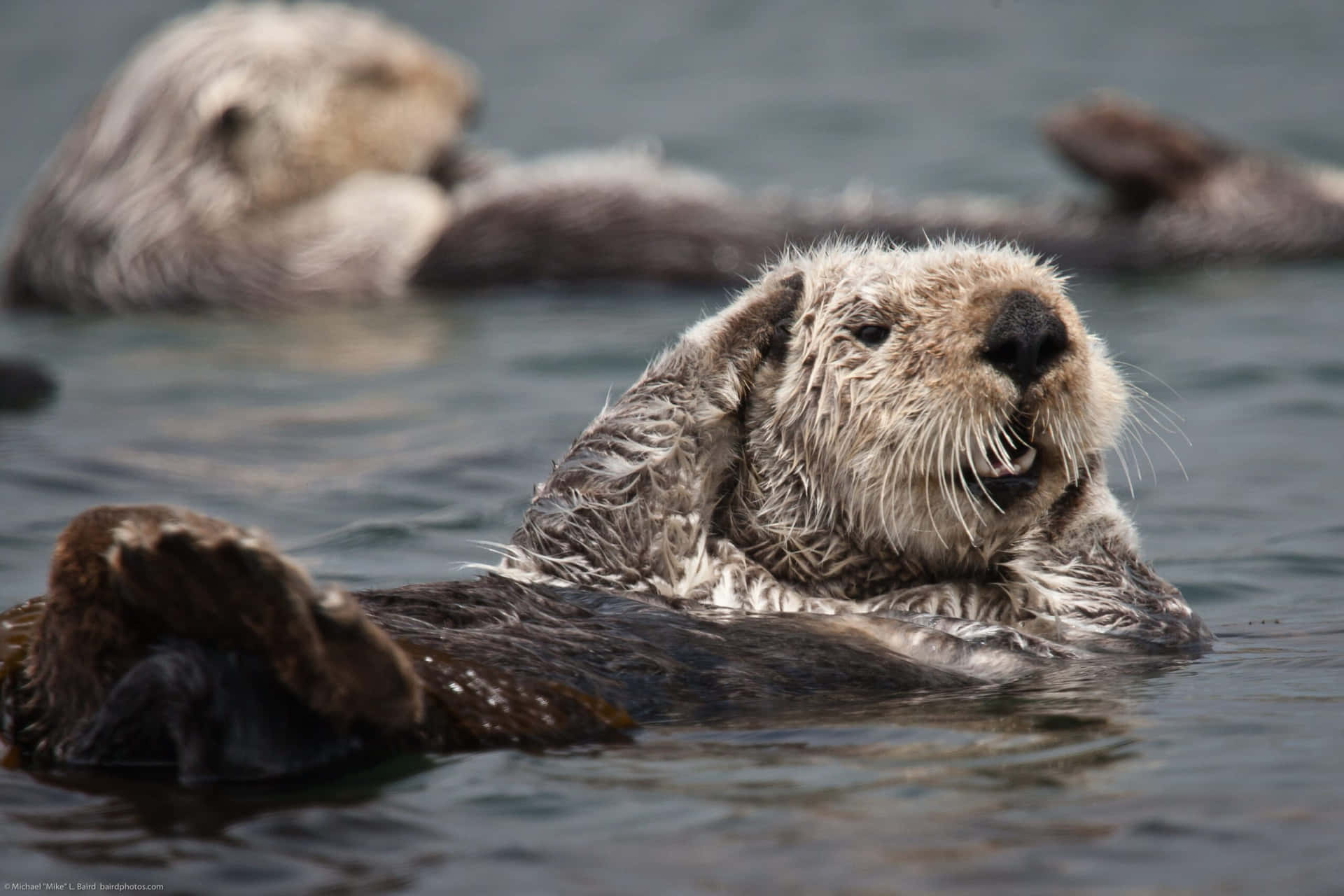 Sea Otter Restingin Water.jpg Wallpaper