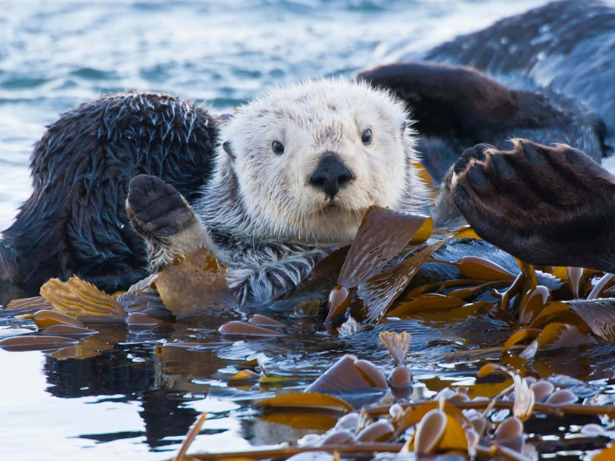 Sea Otter Restingon Kelp Bed.jpg Wallpaper