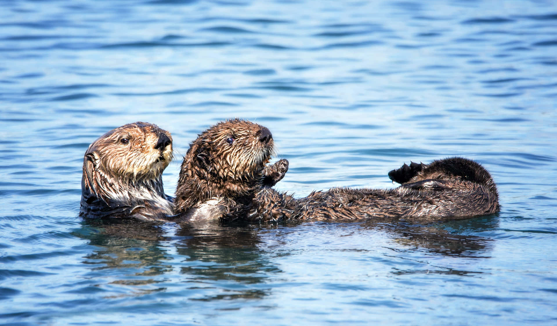 Sea Otters Floating Together.jpg Wallpaper