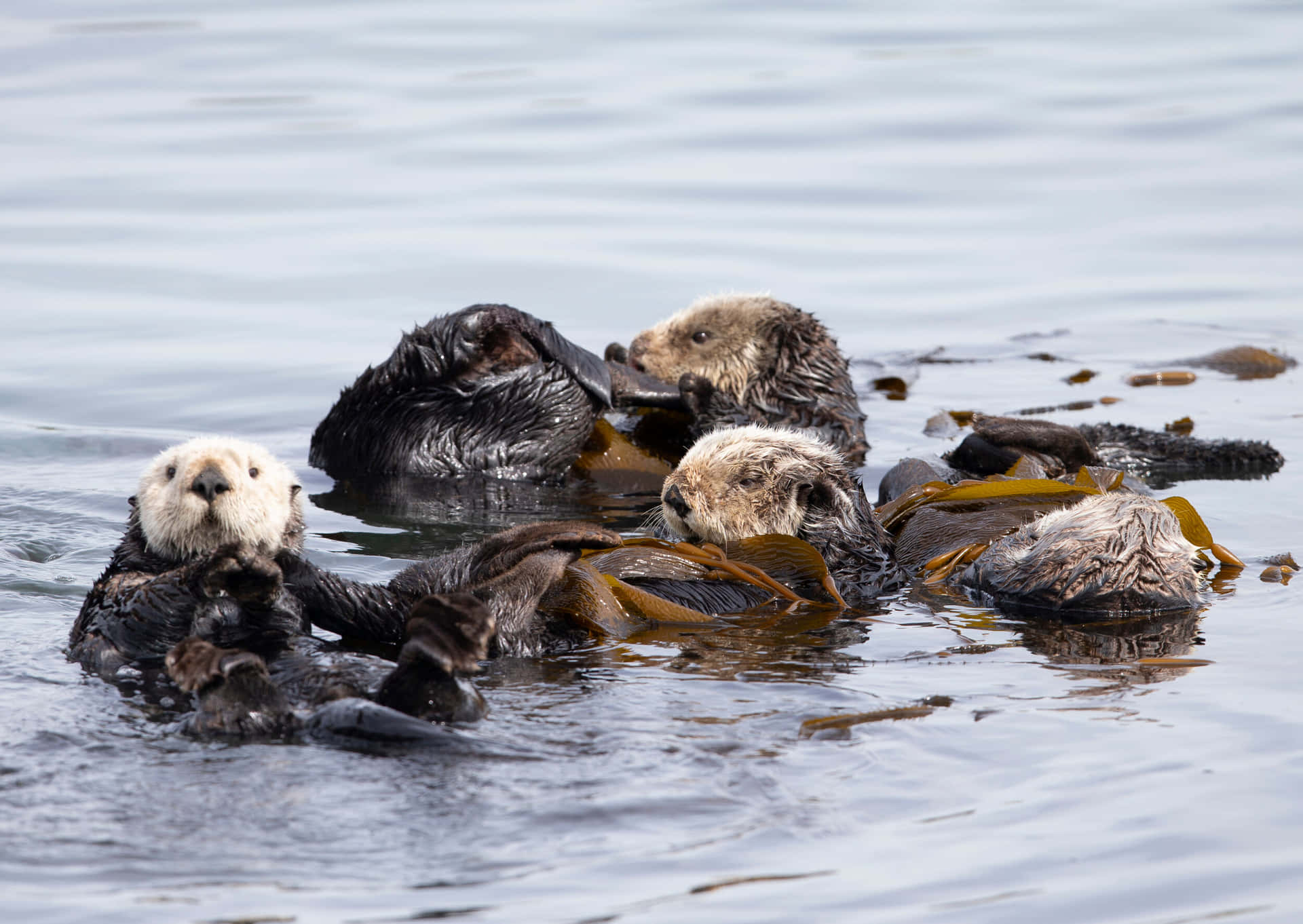 Sea Otters Restingin Kelp Bed Wallpaper
