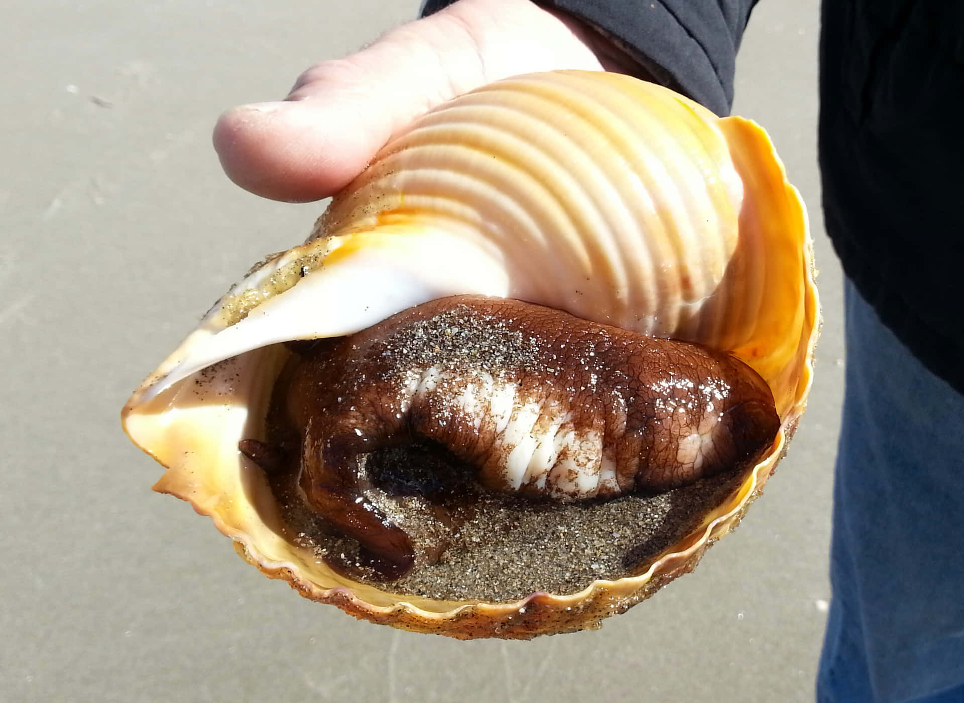 Sea Snail In Shell Held By Person Wallpaper