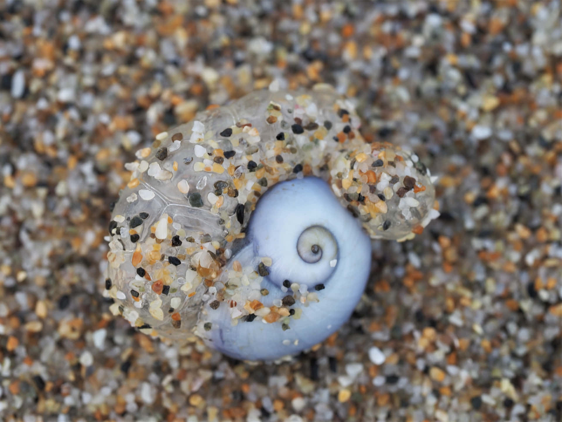 Sea Snail Shellon Sand Wallpaper