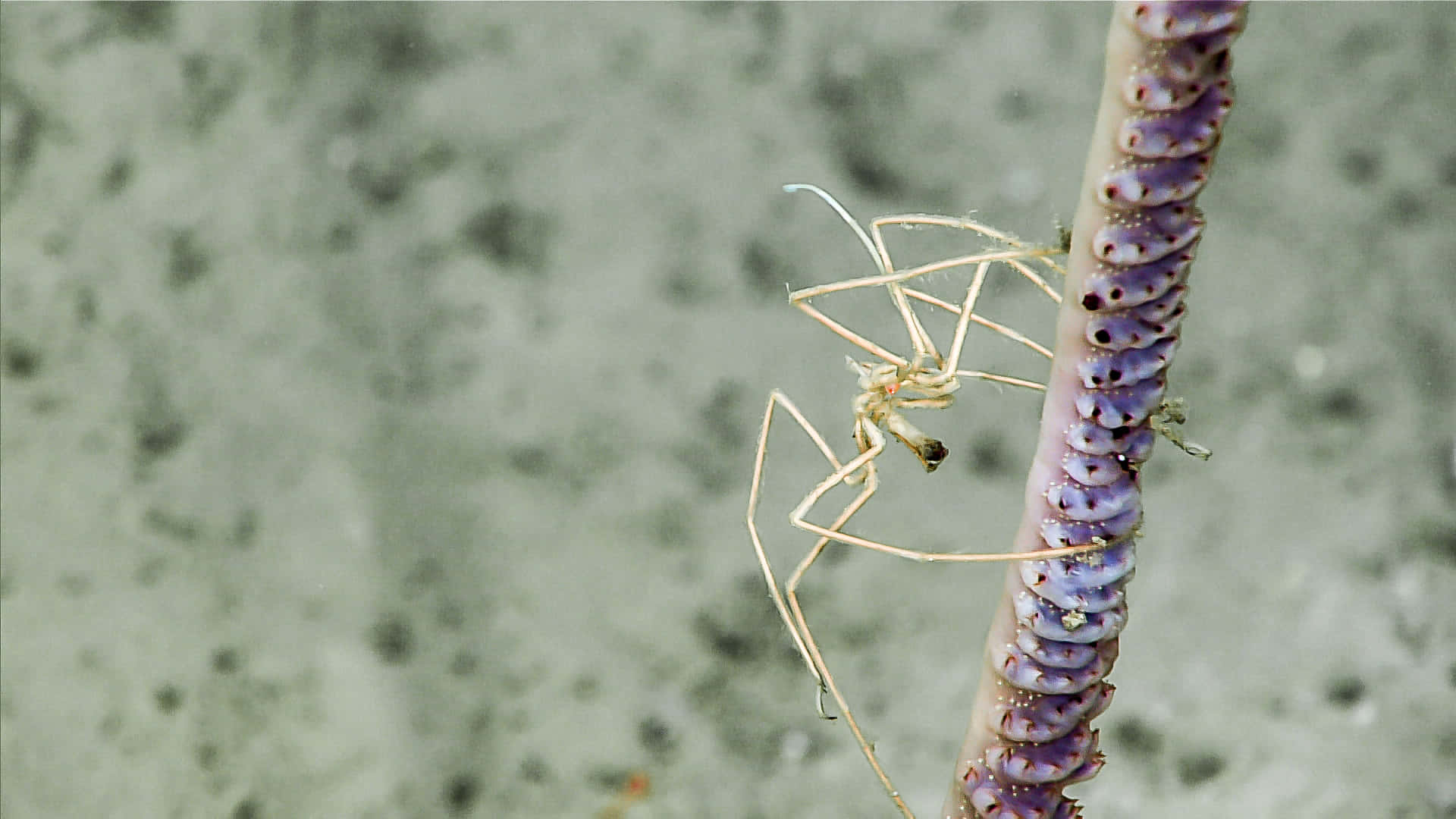 Sea Spider Clingingto Coral Wallpaper