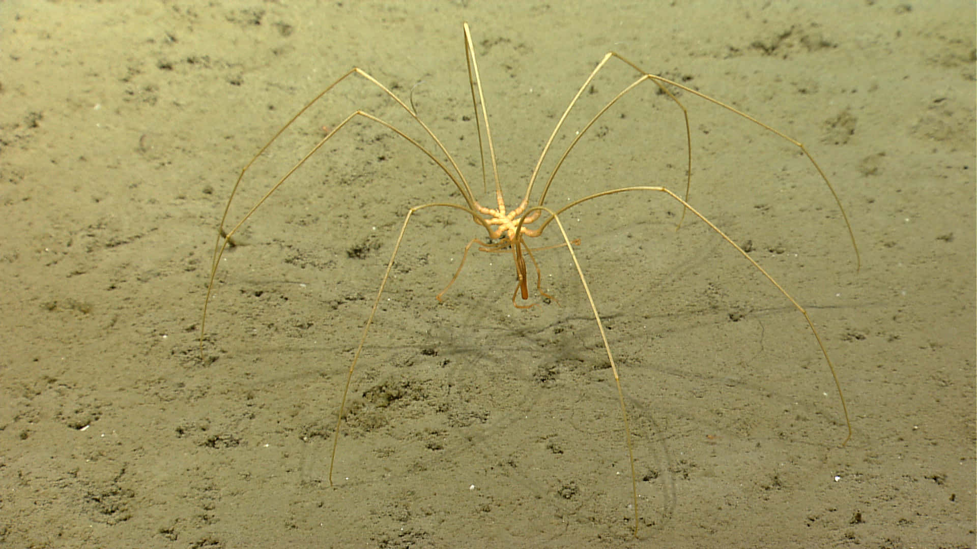 Sea Spider On Ocean Floor Wallpaper