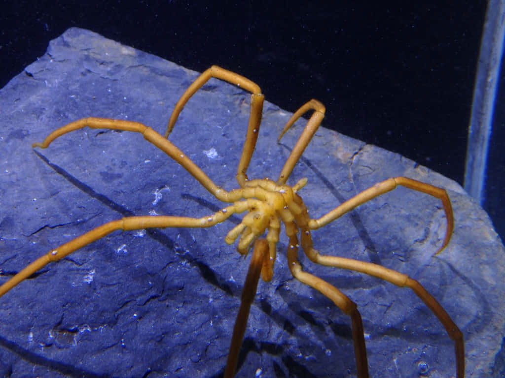 Sea Spider On Rock Wallpaper