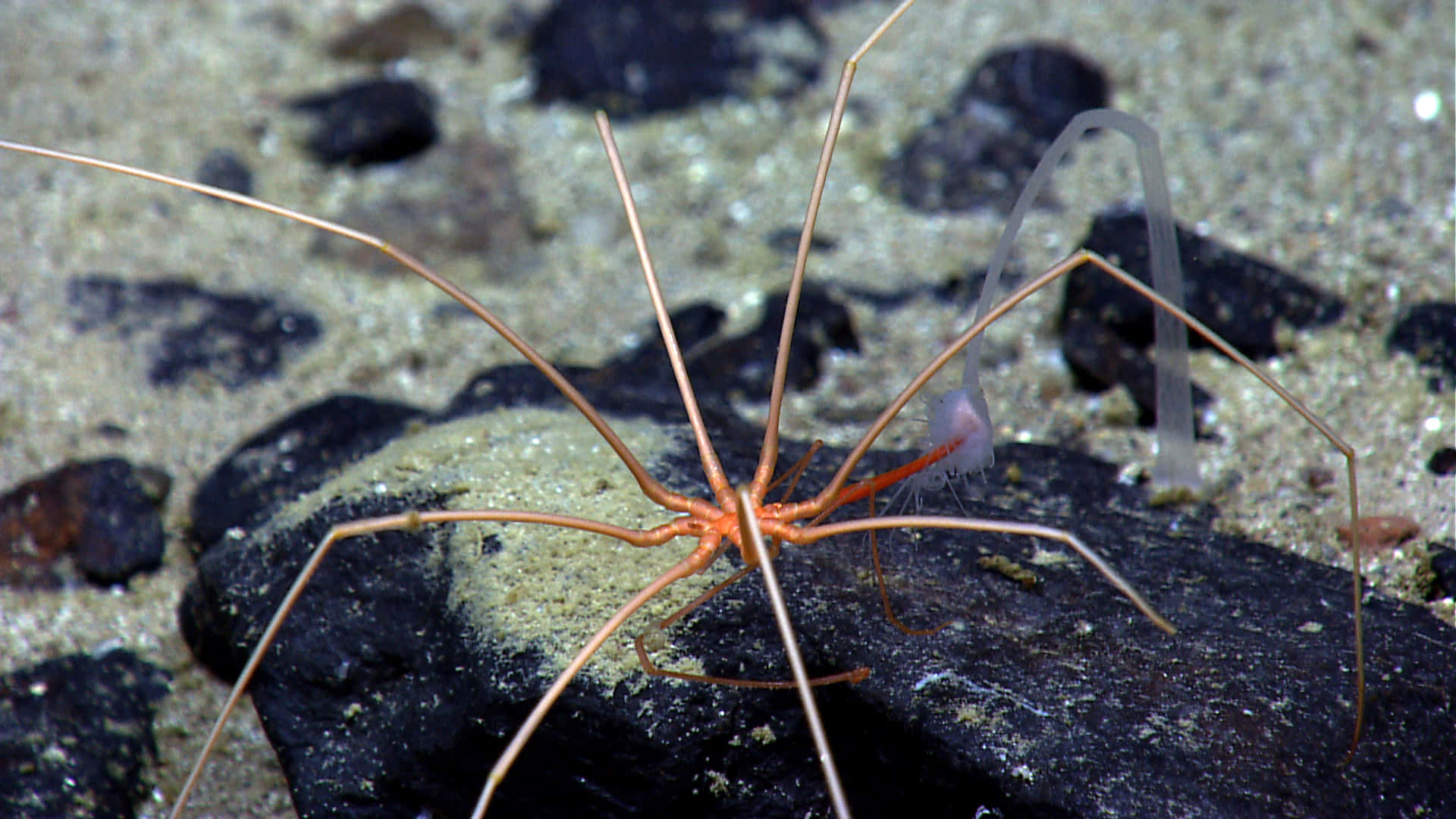 Sea Spider On Rocky Bed Wallpaper