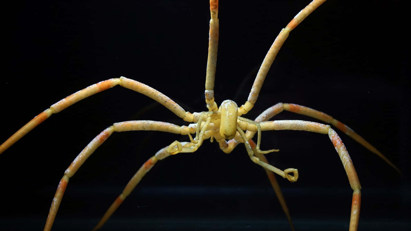 Sea Spider Species Pycnogonid Wallpaper