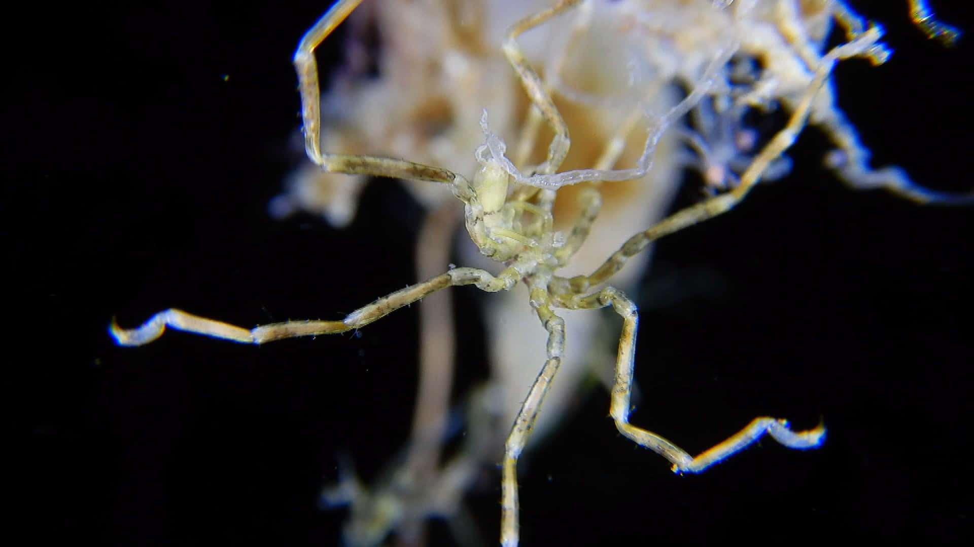 Sea Spiderin Deep Blue Waters Wallpaper