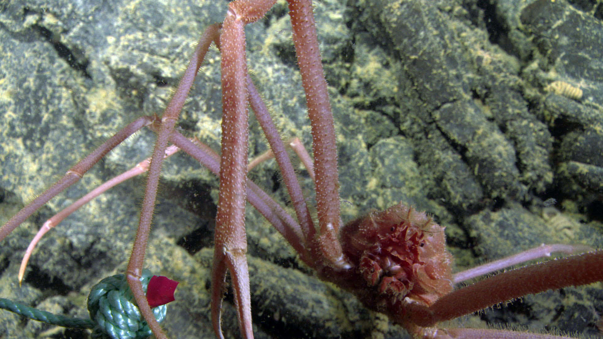 Download Sea Spiderin Natural Habitat Wallpaper | Wallpapers.com