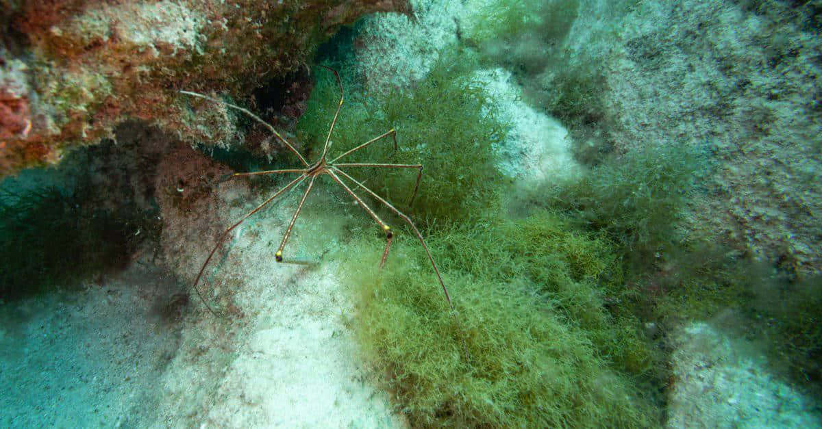 Sea Spiderin Natural Habitat Wallpaper