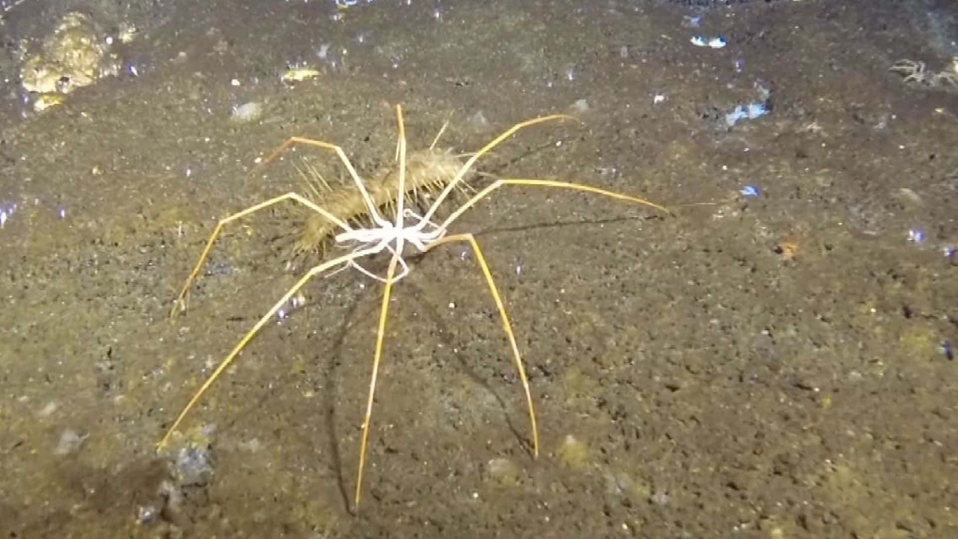 Sea Spiderin Natural Habitat Wallpaper