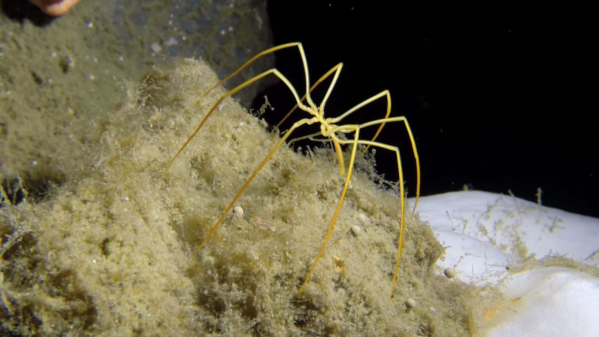 Sea Spideron Marine Sediment Wallpaper