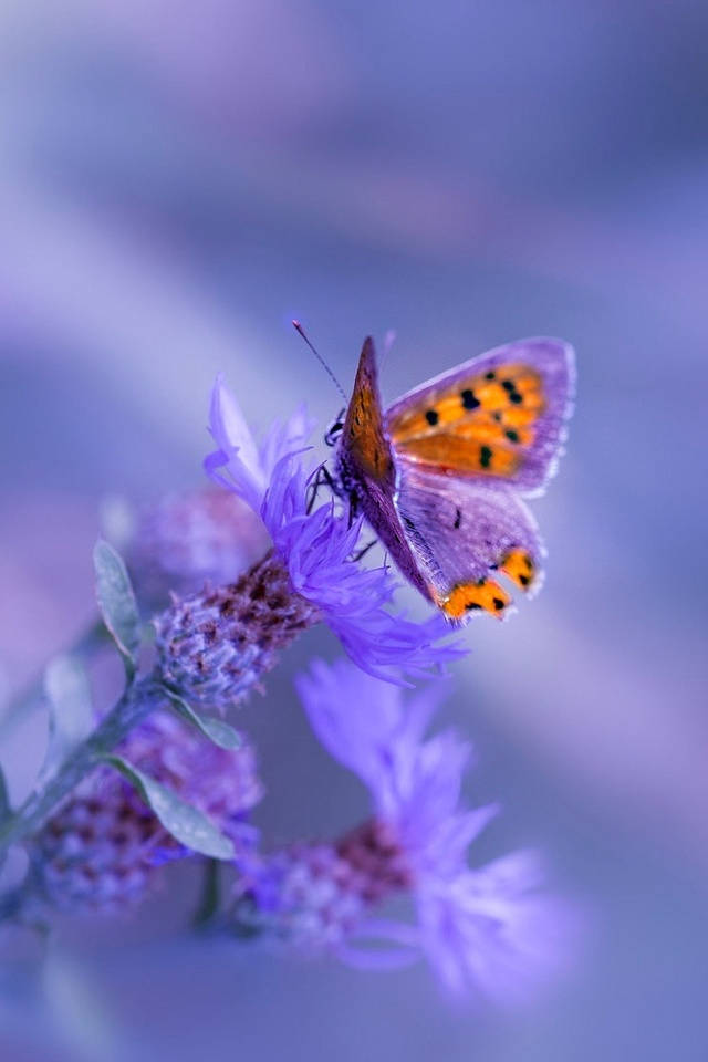 Sea Thistle Purple Flower And Butterfly Iphone Wallpaper