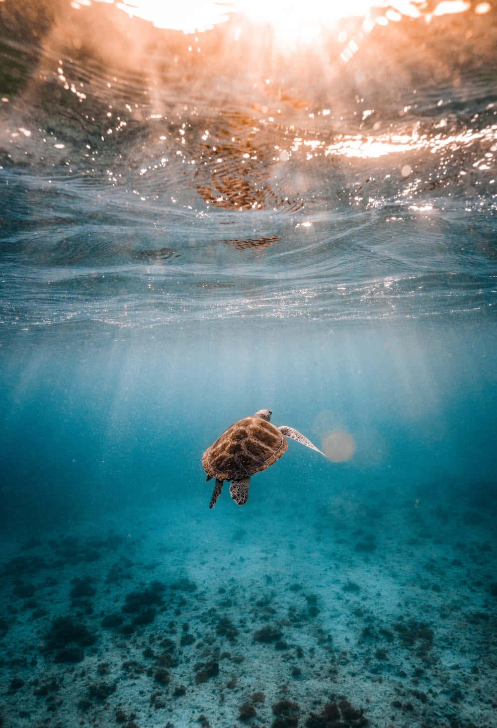 A majestic sea turtle gracefully swimming in crystal-clear ocean waters.