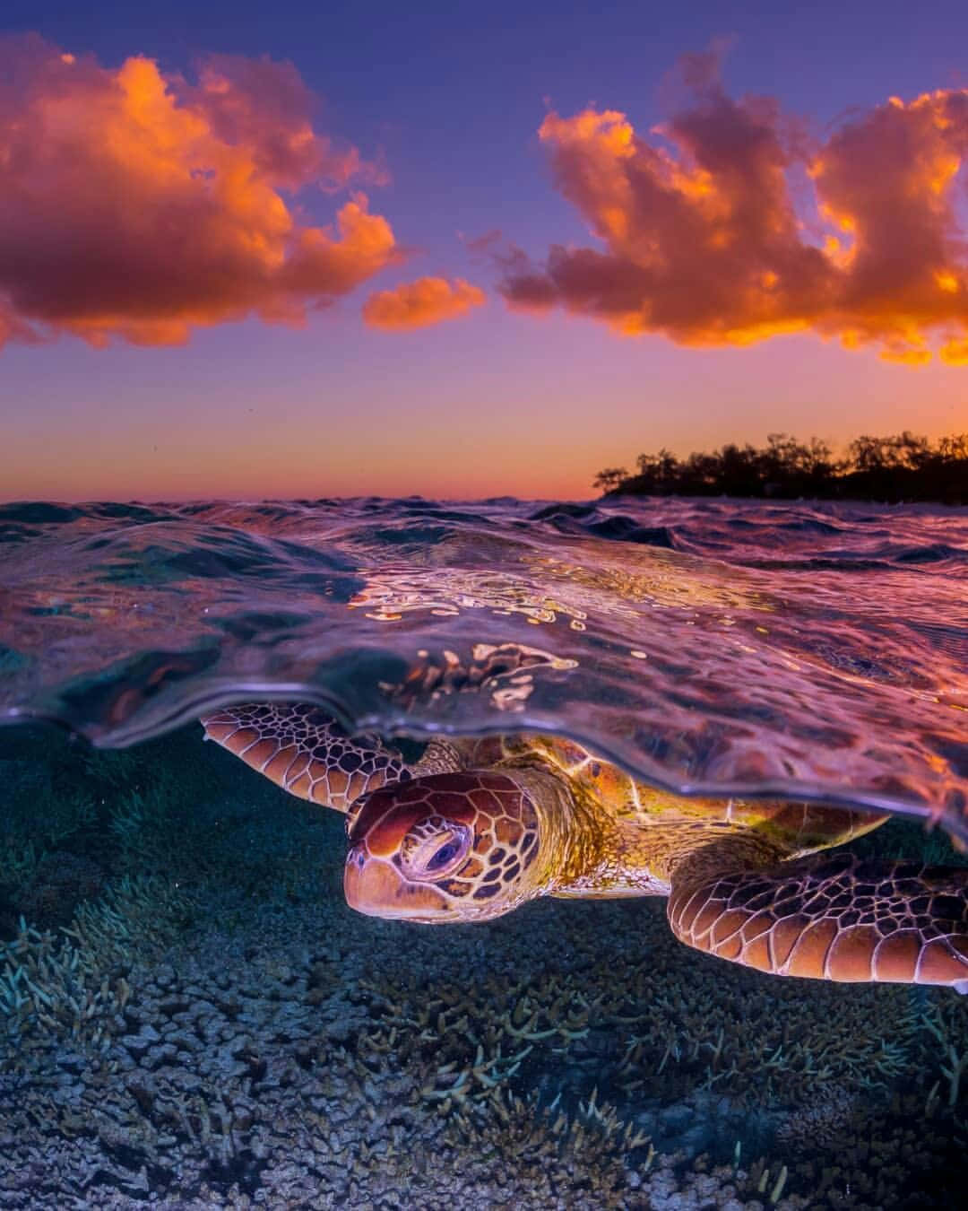 Download Graceful Sea Turtle in Clear Blue Waters | Wallpapers.com