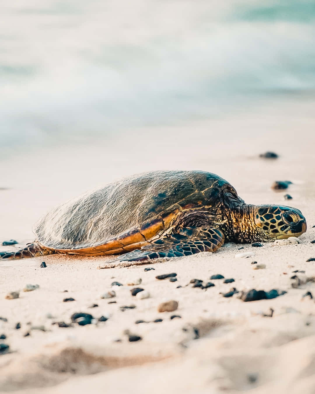 Majestic Sea Turtle Swimming in Clear Blue Waters