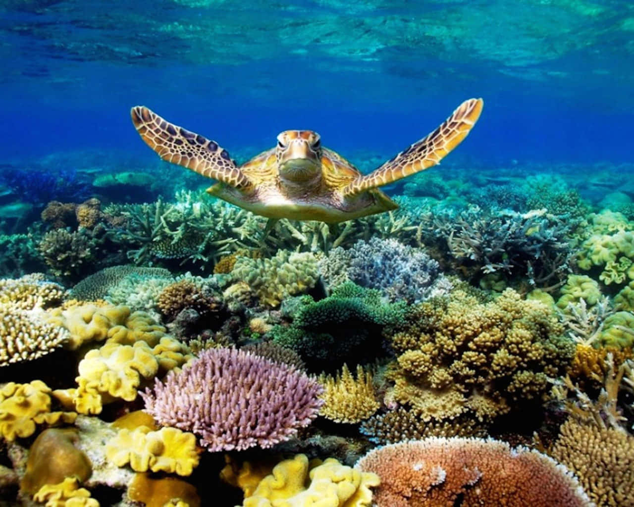 Swimming Sea Turtle and Coral Reef