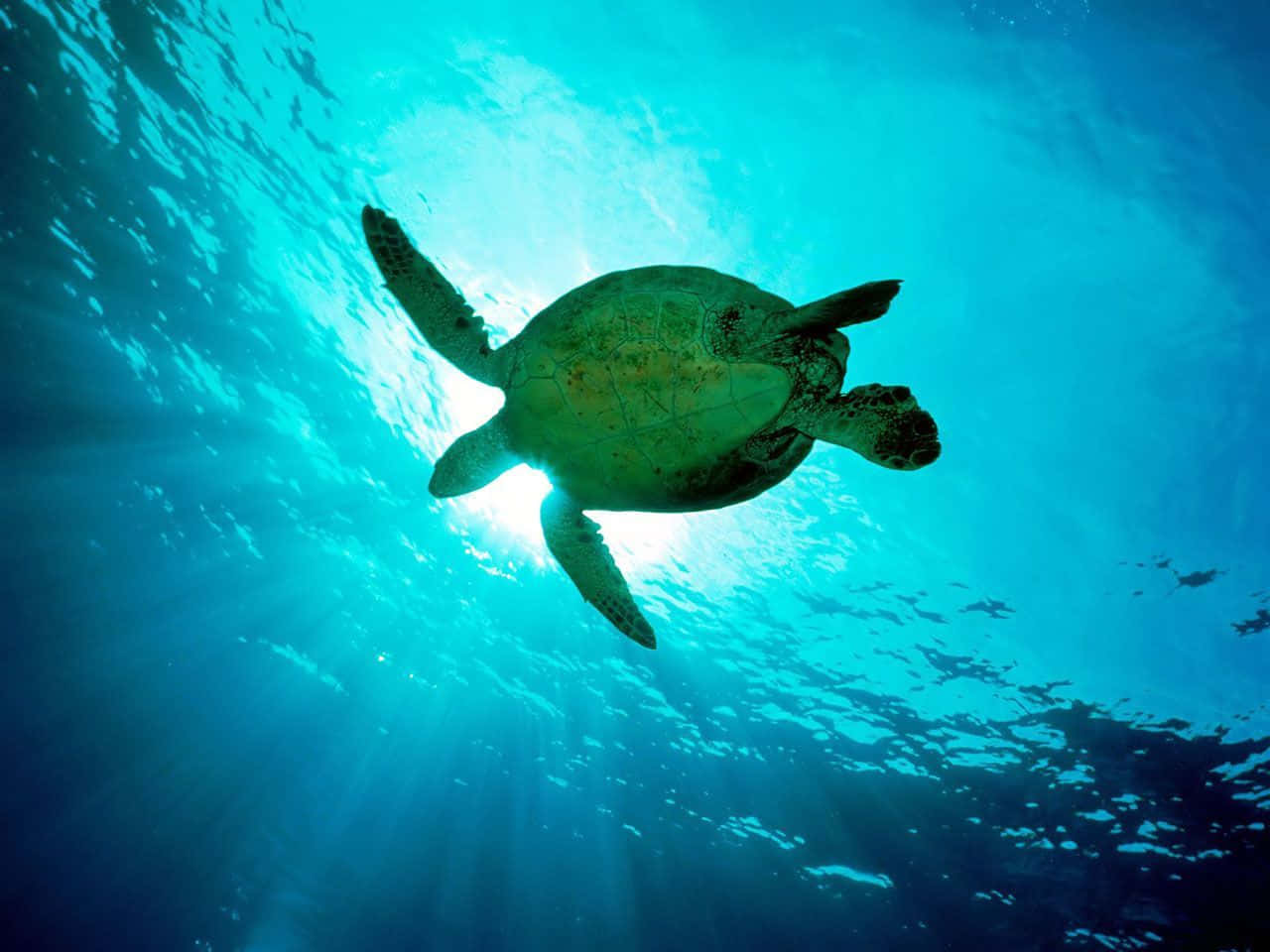 Majestic Sea Turtle Swimming in Pristine Waters