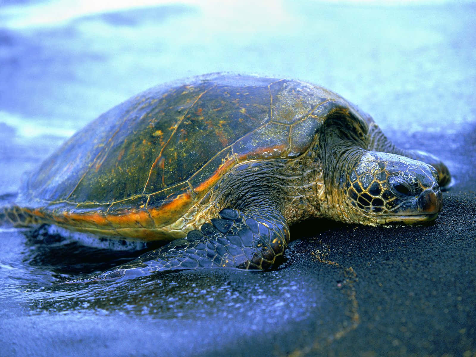 Caption: Majestic Sea Turtle Exploring the Ocean Depths