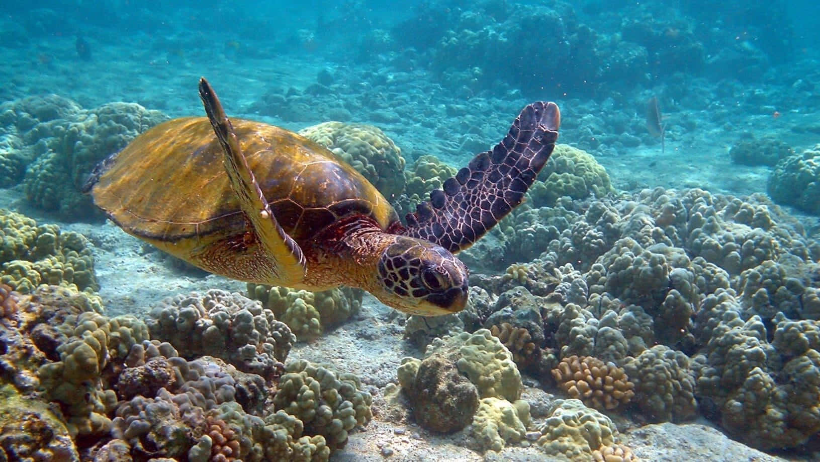 Majestic Sea Turtle Swimming Gracefully Underwater
