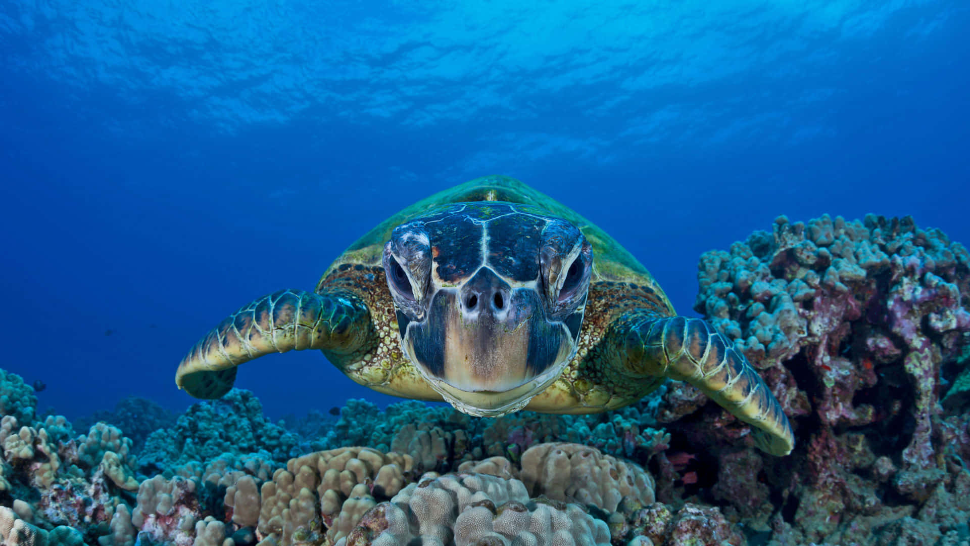 Caption: Majestic Sea Turtle Swimming in Crystal Clear Waters