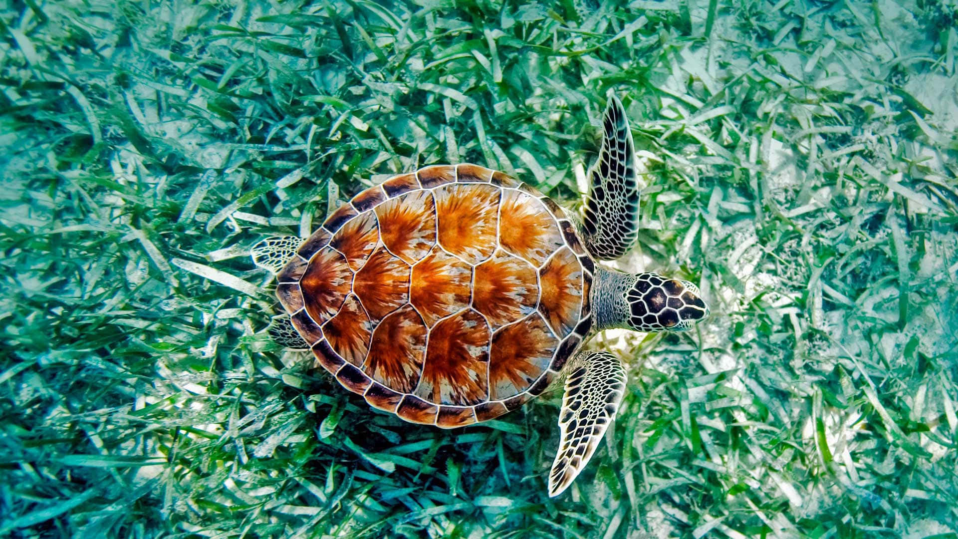 Stunning Sea Turtle Swimming Underwater