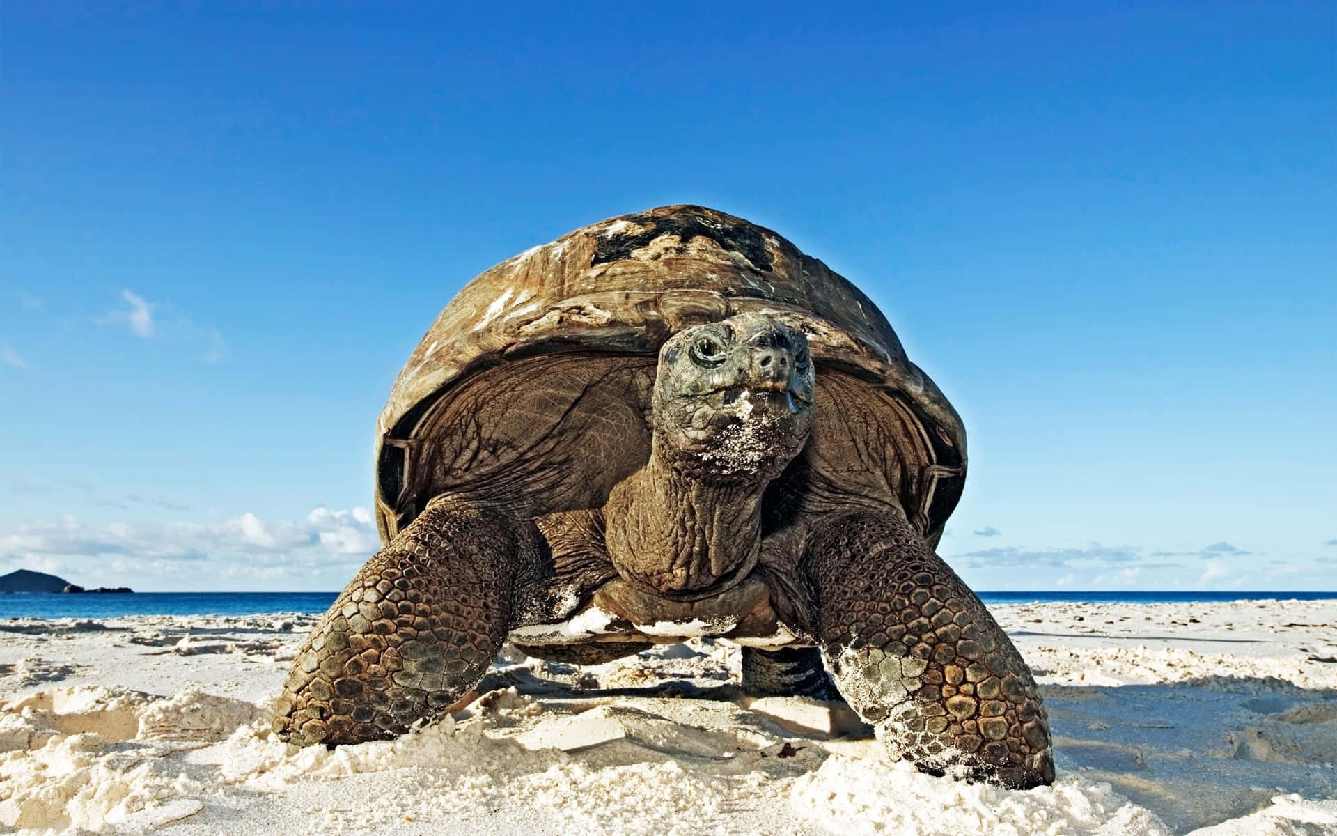 Stunning Sea Turtle Swimming in the Ocean Depths