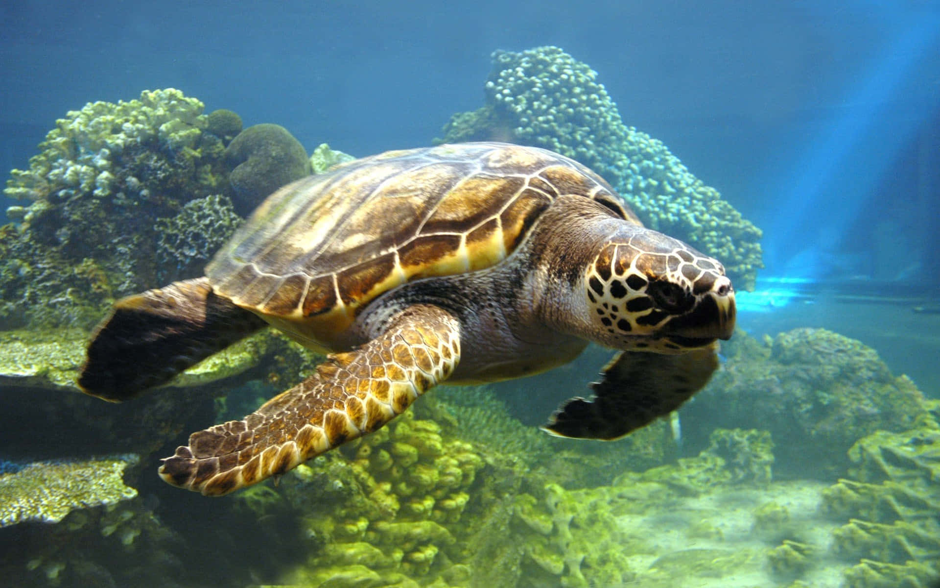 Caption: Majestic Sea Turtle Swimming in Crystal Clear Water