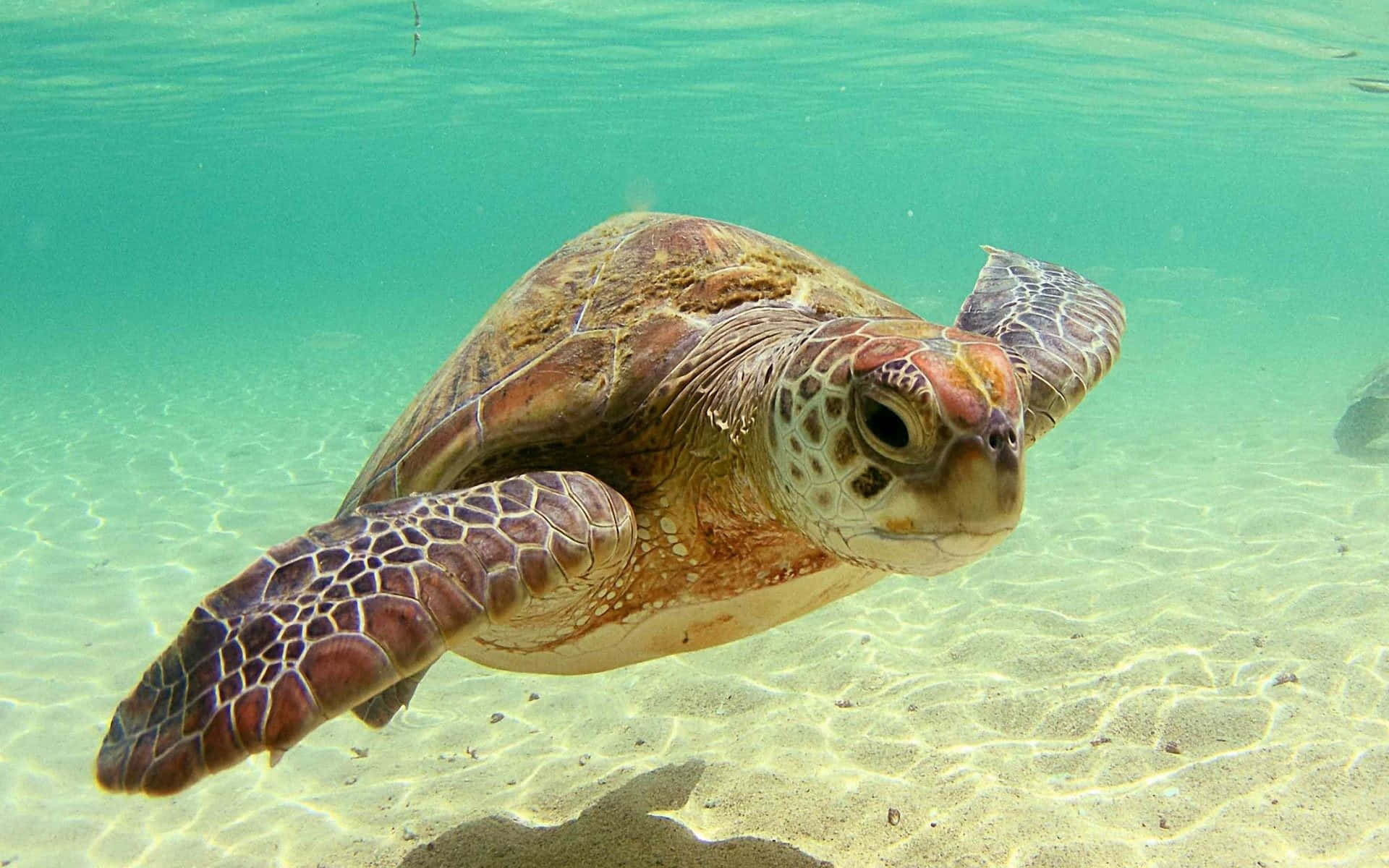 Картинка морская черепаха. Хоксбильская морская черепаха. Морская черепаха бисса. Черепаха бисса (Каретта). Морская черепаха и Черепашата.