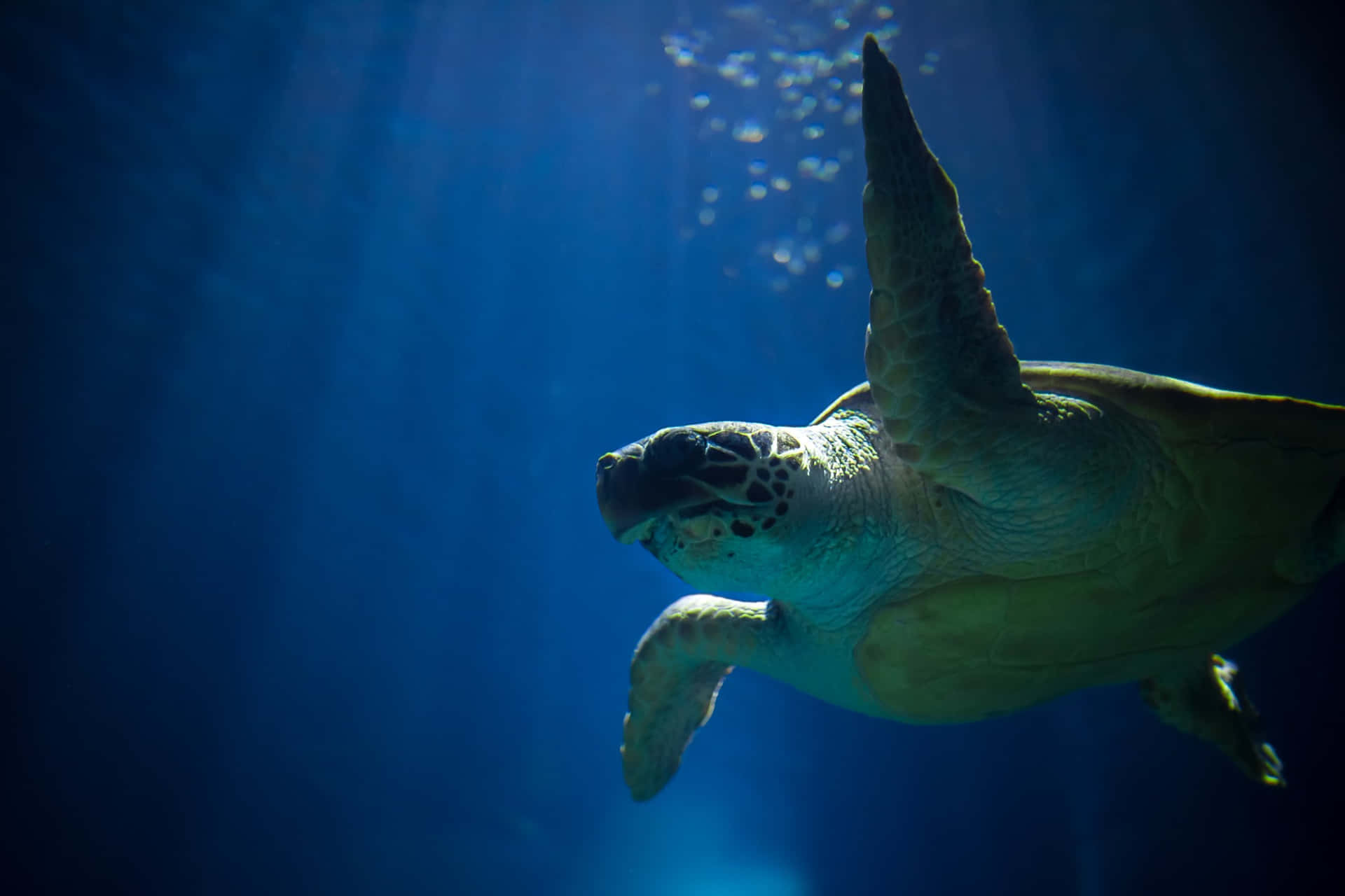 Majestic Sea Turtle Swimming through Crystal Clear Waters