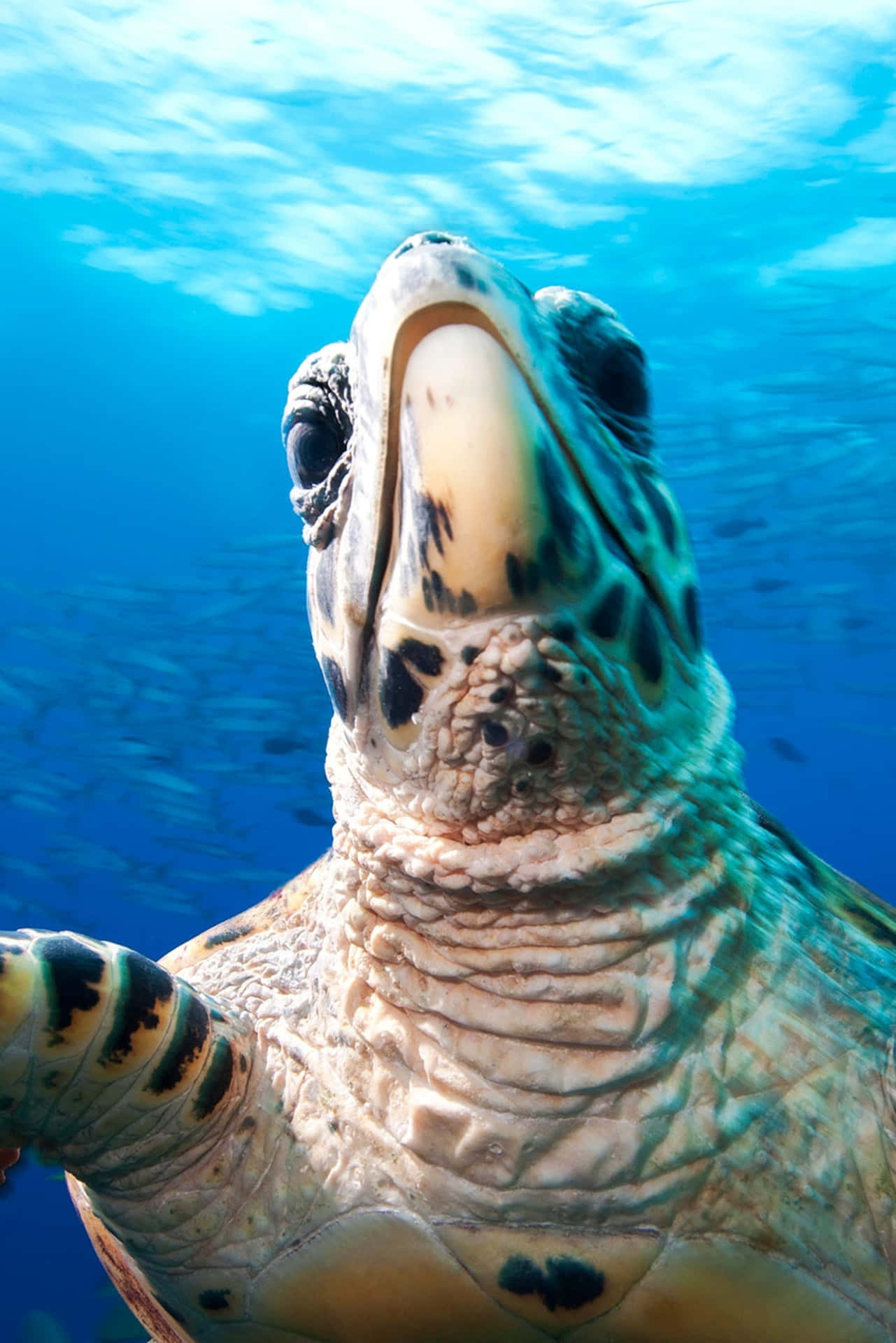 Caption: Majestic Sea Turtle Gracefully Swimming