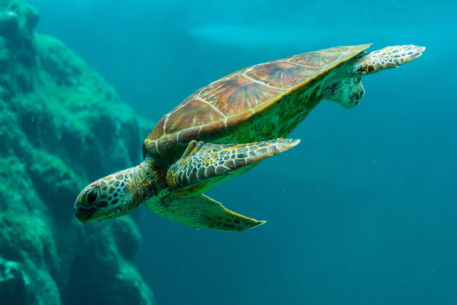Majestic Sea Turtle Swimming in the Ocean Depths