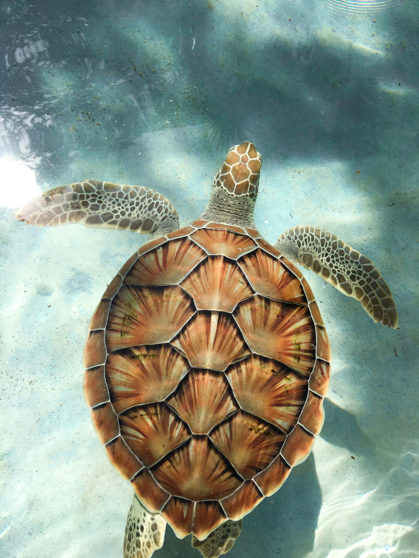 Majestic Sea Turtle Swimming Underwater in Blue Ocean Depths
