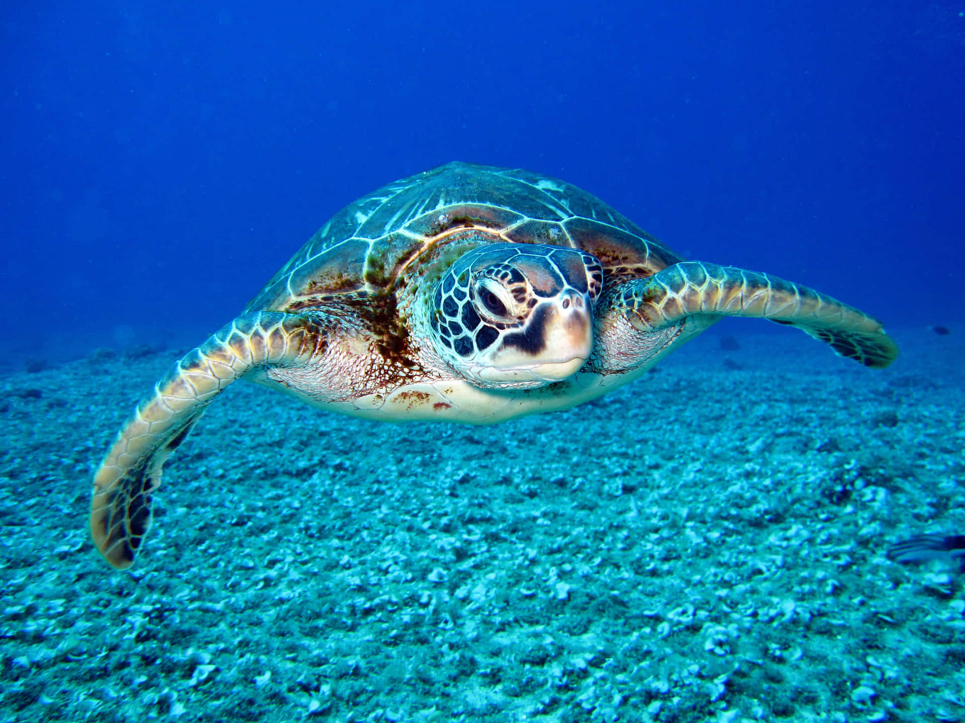 Majestic Sea Turtle Swimming in Crystal Clear Water