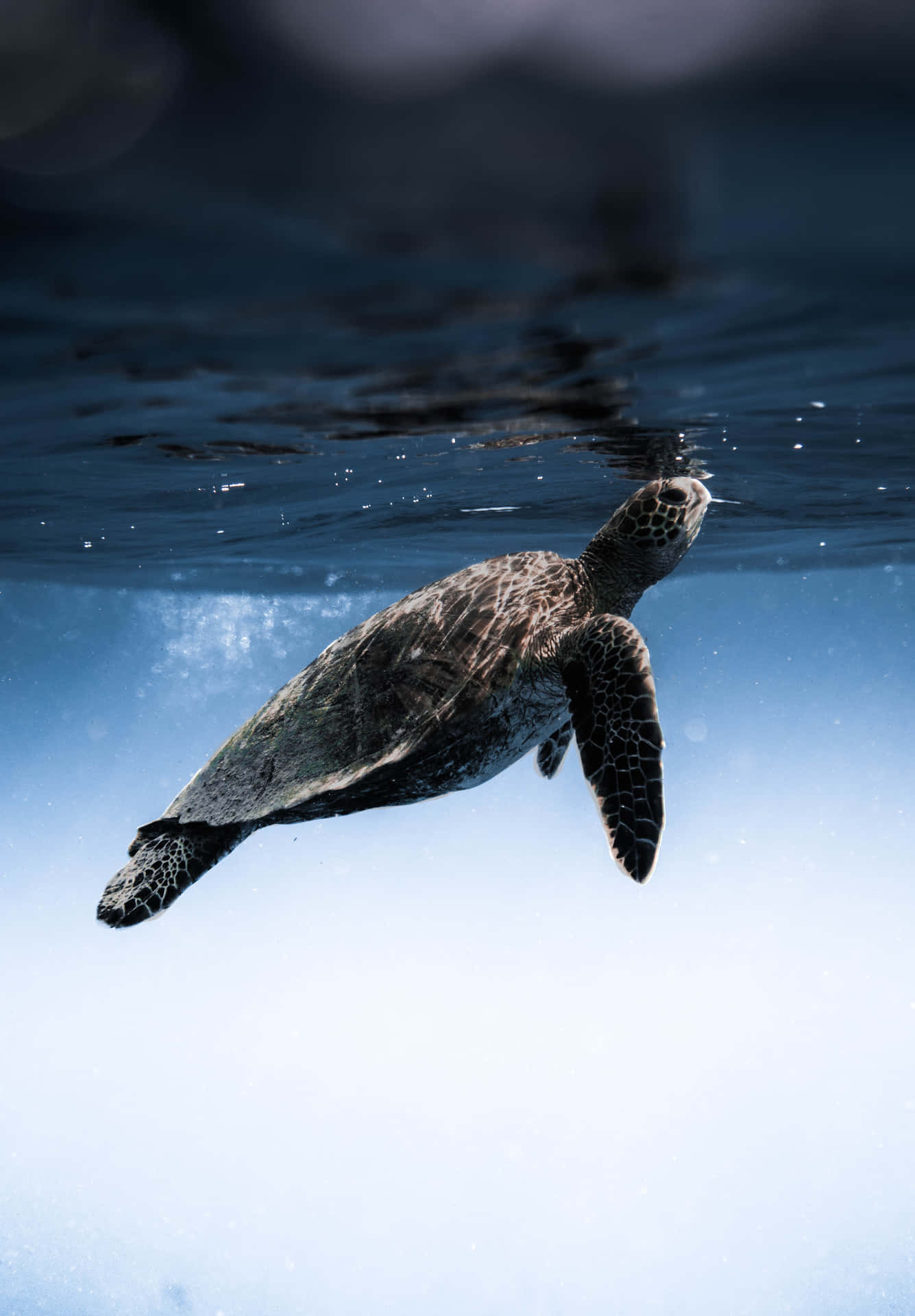 Majestic Sea Turtle Cruising the Ocean Depths